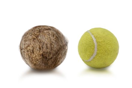 Firedog Kaninchen-Tennisball
